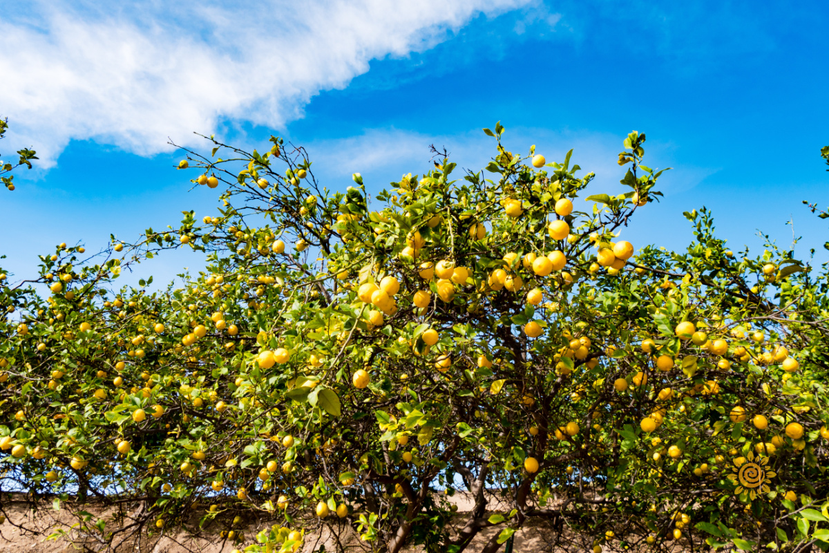 LISBON LEMON TREE citrus x limon lisbon – Moody Garden Club
